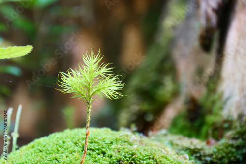 Close up of small green fern growing from moss covered rock. Background blurred or out of focus. Location: El Chaiten Volcano Hike, Chaitén Los Lagos, Chile