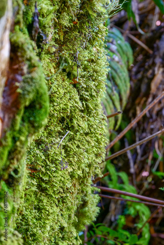  of different small green ferns growing on a tree in the lush temperate rainforest.  Selective focus, background out of focus. 