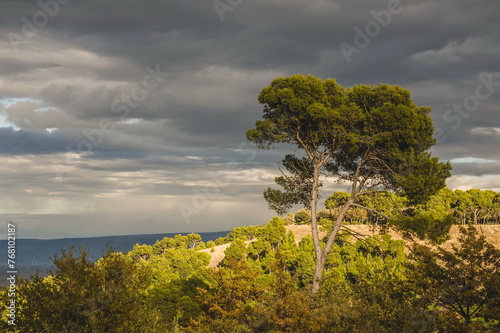Foto tree on the coast  in Lucera in Apulia, southern Italy