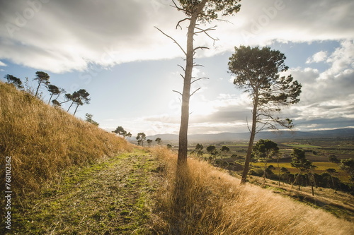 Fotografija landscape with trees  in Lucera in Apulia, southern Italy