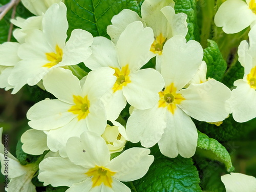 Primula vulgaris, the common primrose or English primrose, European flowering plant, family Primulaceae, first flowers to appear in spring growing photo