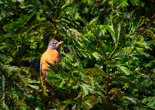 Robin in a tree