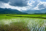 rice plantations. fields and terraces without people. landscape.