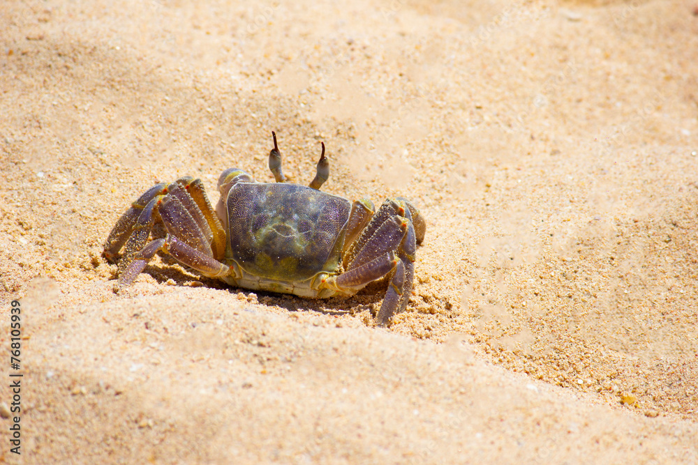 marine crab  on background of sand