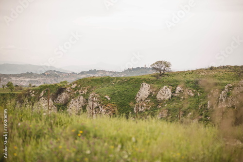 tree Caltanissetta in Sicily, southern Italy