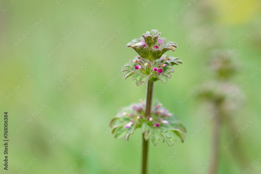 wild pink flowers grow in summer field, macro wild pink flowers grow in summer field, macro