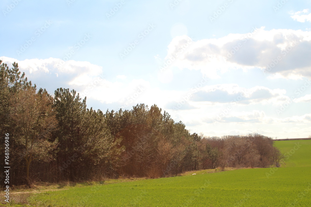 Fototapeta premium A grassy field with trees and blue sky