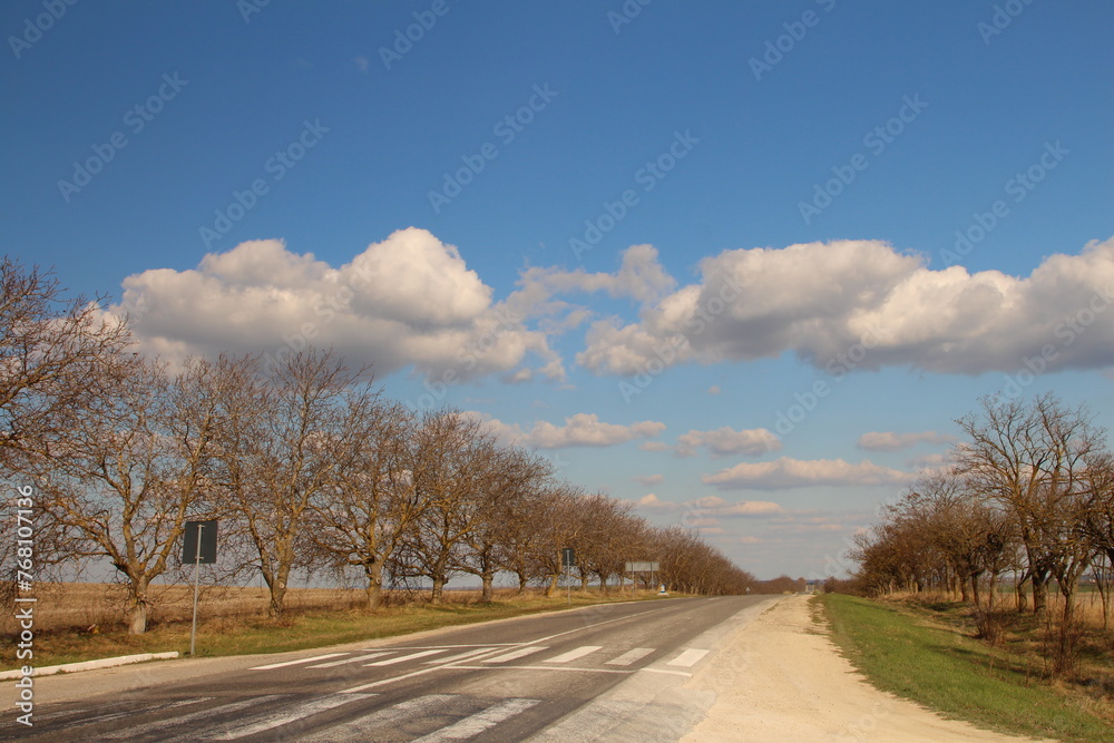 Fototapeta premium A road with trees on either side