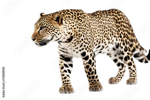leopard shot background studio walking white front cut-out big cat isolated on spot no people spotted nobody copy space full-length mammal indoor square felino creature carnivore hunter predator one