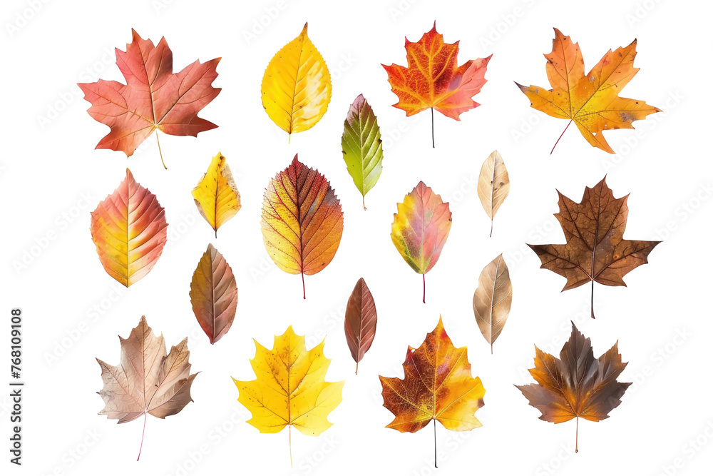 A collection of autumn leaves in various shapes and sizes
