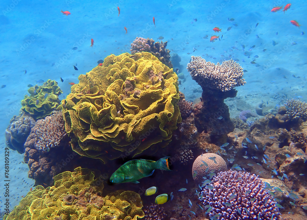Obraz premium Life on coral reefs, real biodiversity of marine ecosystems untouched by human activities, Red Sea, Sinai, Middle East