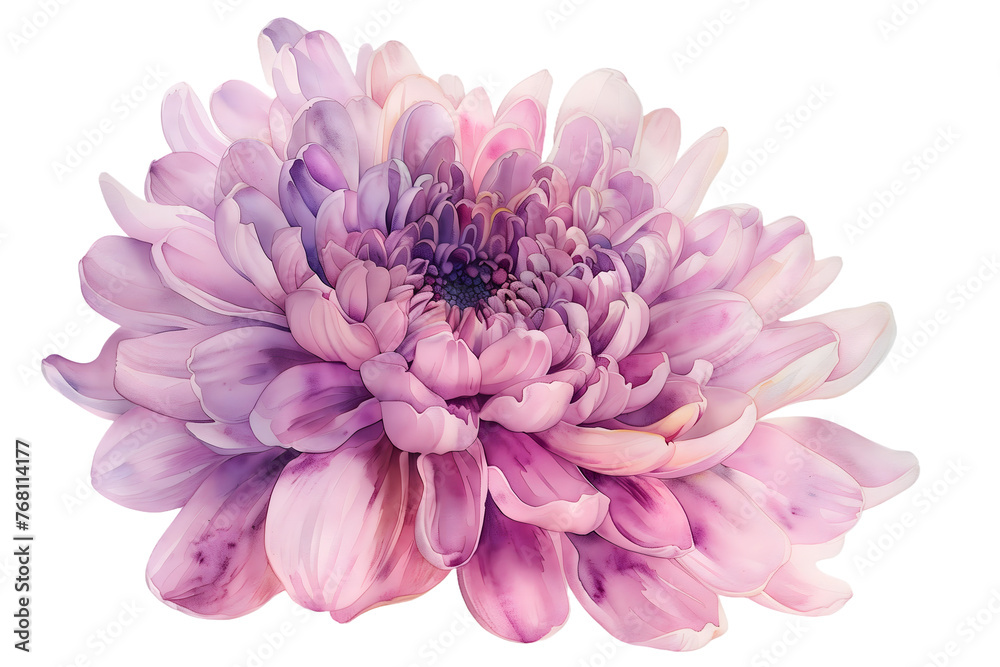 Soft Lavender Chrysanthemum Watercolor, Dreamy Floral Close-Up - Isolated on Transparent White Background PNG

