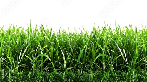 Green grass field isolated on white background. Fresh spring or summer meadow.