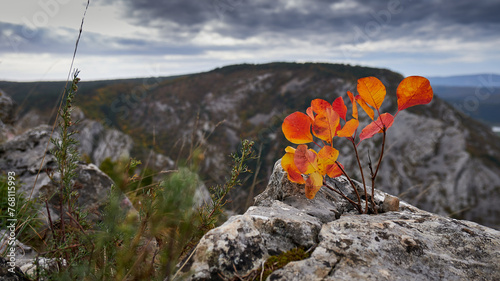 red sommacco leaves in an alpine scenery photo