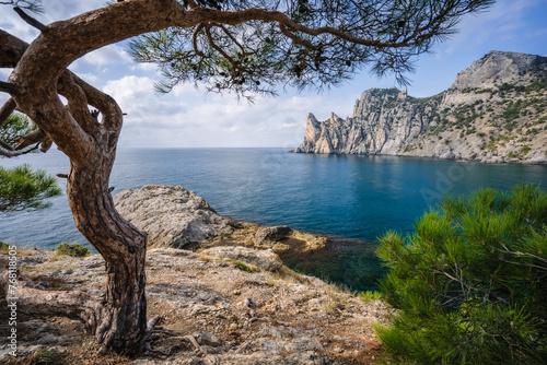 Relict pine on a rocky seashore. Cape Kapchik, Noviy Svet, Crimea