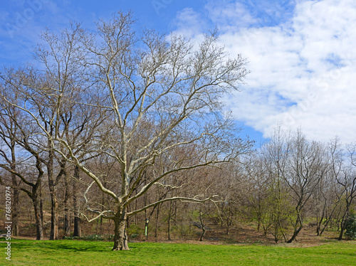 Spring at Central Park, Manhattan, New York City. Sunny day