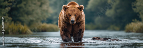 large brown grizzly bear catch fish in forest river in nature. Panoramic landscape