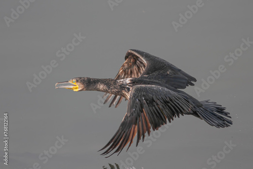 Cormorant in flight during his fishing activity