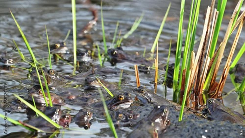 European common frogs / brown frogs / grass frog group (Rana temporaria) on eggs / frogspawn in pond during the spawning / breeding season in spring