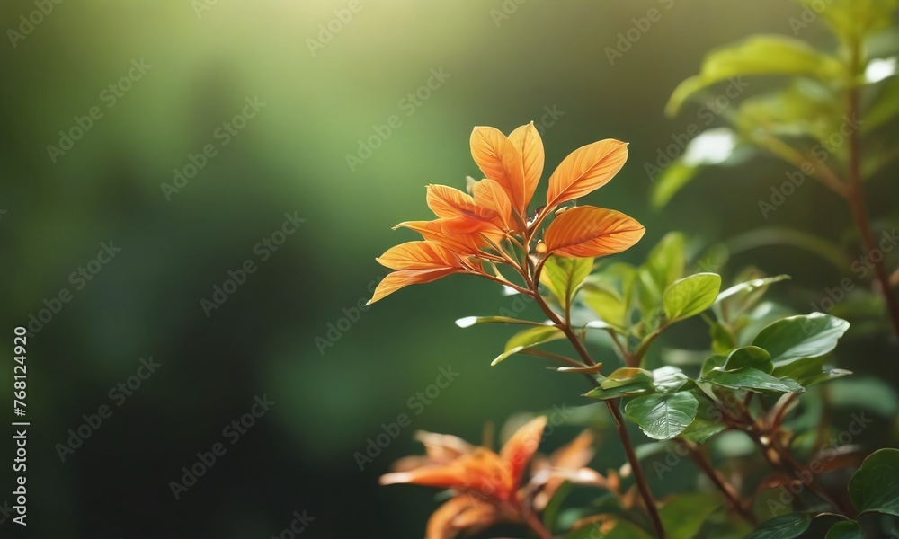 Fototapeta premium nature light, cinematic, highly detailed