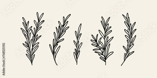 Line art rosemary branches collection © Maria