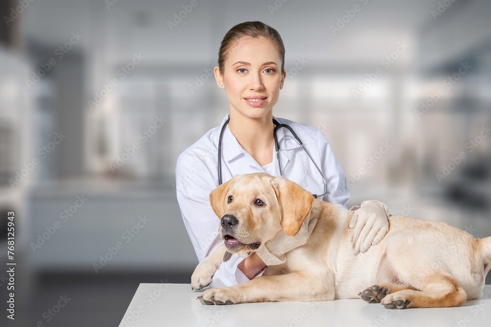 Veterinarians doctor examination of a pet dog