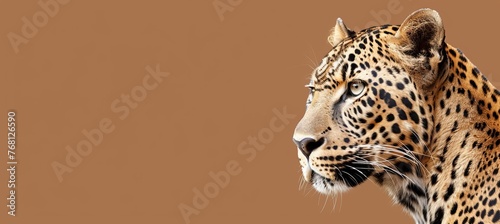 Male panther and cub portrait with space for text, object on right side, room for personal message