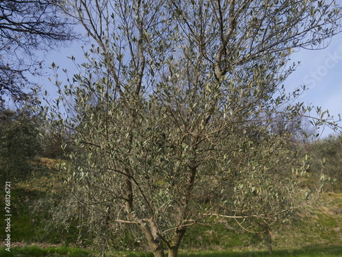 Olive trees in the Bergamo hills park