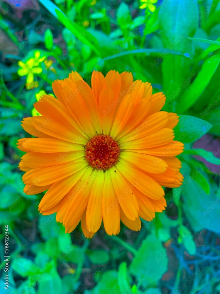 Obraz premium orange dahlia flower