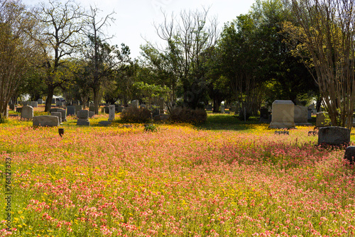 Wildflowers in a cemetery in Floresville, Texas south of San Antonio, Texas during the spring season in the Northern Hemeisphere (ID: 768127323)