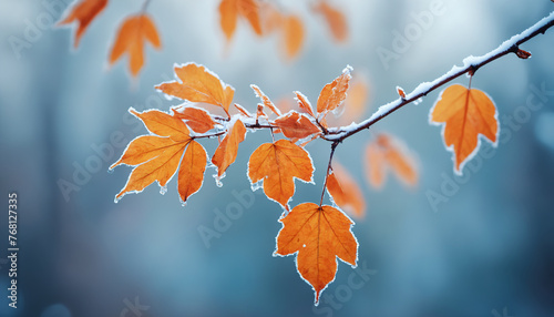autumn leaves on blue sky background