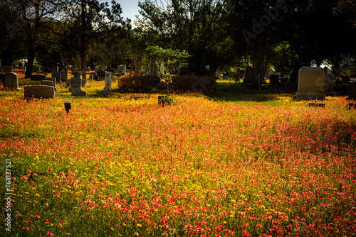 Wildflowers in a cemetery in Floresville, Texas south of San Antonio, Texas during the spring season in the Northern Hemeisphere (ID: 768127521)