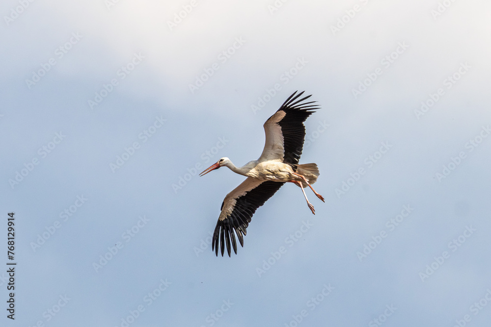 White Stork, Ciconia ciconia on the nest in Oettingen, Swabia, Bavaria, Germany, Europe White Stork, Ciconia ciconia on the nest in Oettingen, Swabia, Bavaria, Germany, Europe