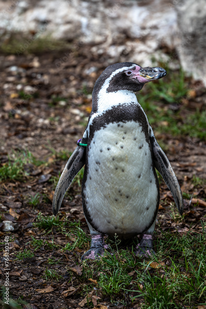 Naklejka premium Humboldt Penguin, Spheniscus humboldti in a park