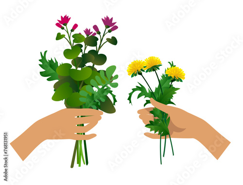 Cartoon women's hands holding and giving a bunch of meadow plants and flowers isolated on white. Vector illustration in flat style