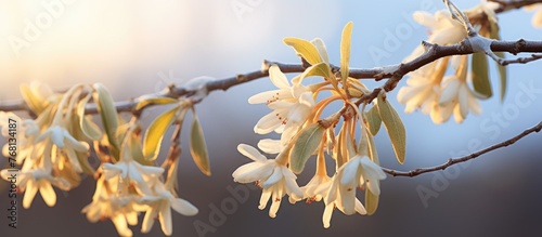 A branch from a thorny olive Elaeagnus pungens tree blooming with delicate white flowers. The flowers stand out against the green leaves, adding a touch of elegance to the tree.