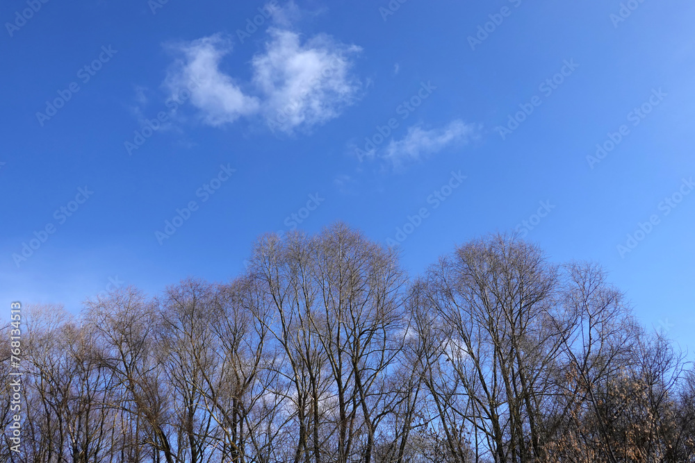 Landscape with leafless trees in the forest in the early spring day under beautiful blue sky Landscape with leafless trees in the forest in the early spring day under beautiful blue sky