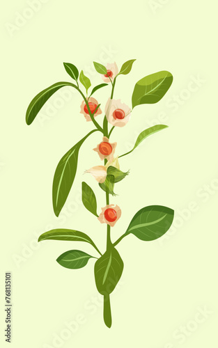 Ashwagandha (Withania somnifera) or winter cherry on light green background. Vector sketch illustration. Medical and beauty product.