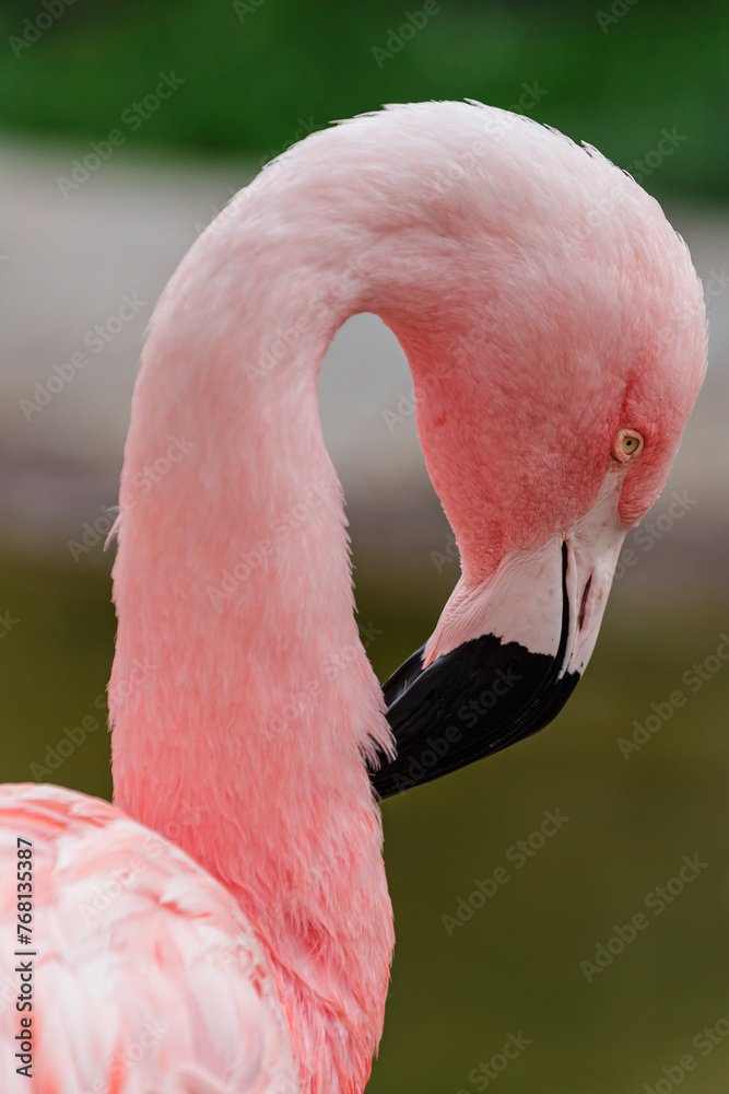 Fototapeta premium pink flamingo portrait