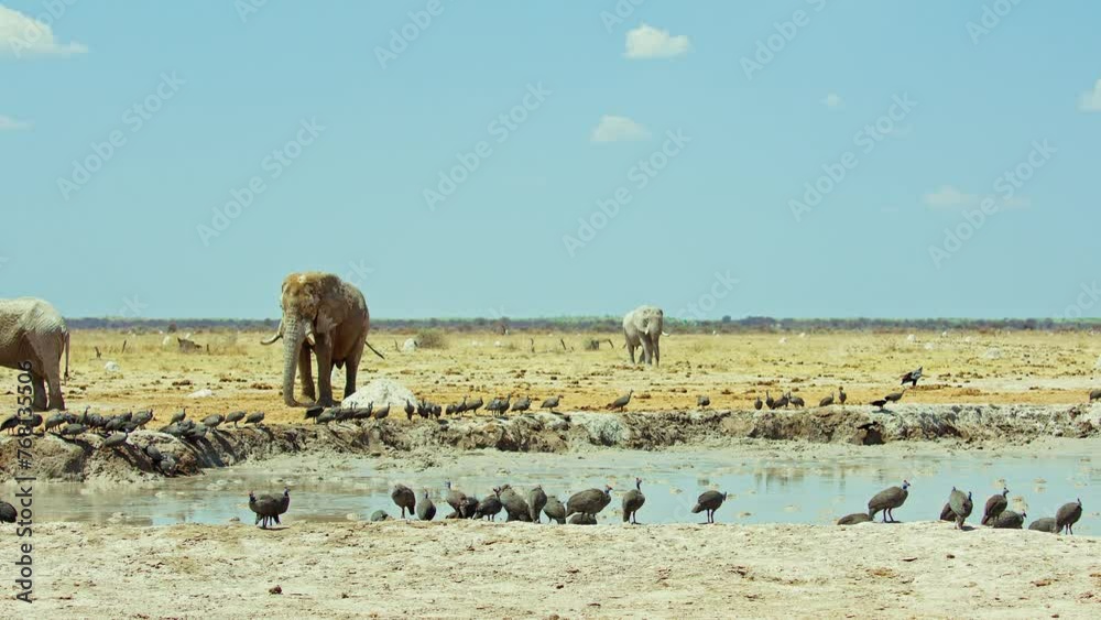 African Elephant in Wild