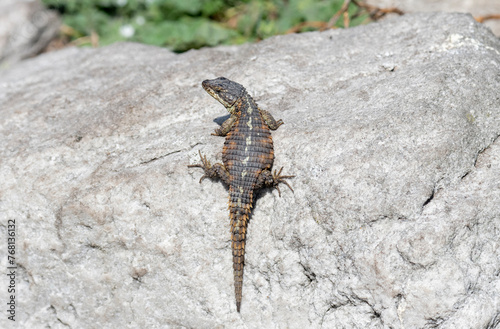 A Cape Girdled Lizard  scientifically known as Cordylus cordylus  perched on top of a sizable rock in its natural habitat. The lizards scales are visible as it basks in the sun