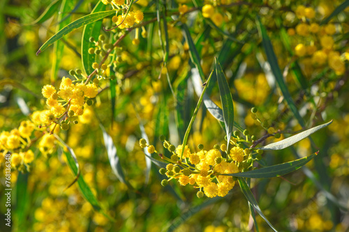 Yellow mimosa flowers. Close up. Spring, Womens day, Easter greeting card. Nature background2 photo