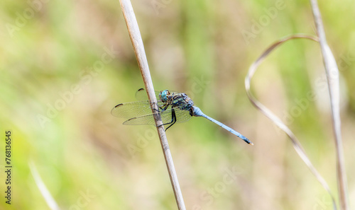A bold skimmer Orthetrum stemmale in South Africa blue dragonfly is perched on top of a plant, showcasing its delicate wings and slender body.
