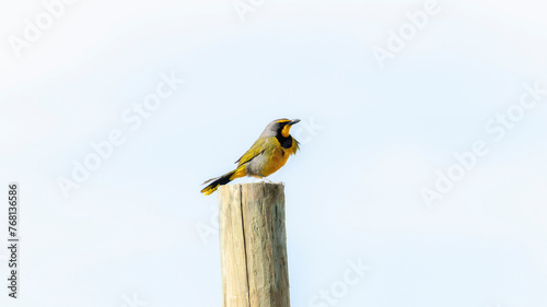 A bokmakierie bird, scientifically known as Telophorus zeylonus, sitting on top of a wooden post in a natural setting. The bird appears to be observing its surrounding environment. In South Africa. photo