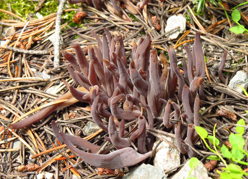 Purple Club Coral (Alloclavaria purpurea) mushroom in Beartooth Mountains, Montana