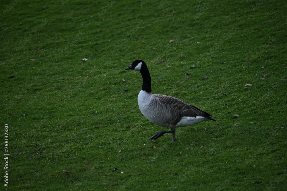 country goose on the grass