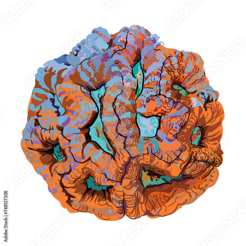 Australophyllia wilsoni  coral vector hand drawing color illustration (ID: 768137308)