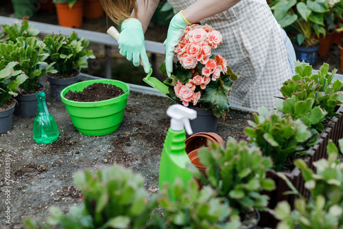Close up of young woman transplants plants and takes care of flowerpots in greenhouse.