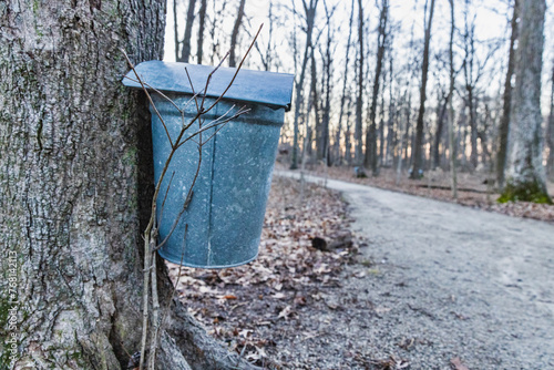 A vintage sap bucket collects maple tree sap which is used to make maple syrup in the early spring in Northern United States rural ares in early Spring.