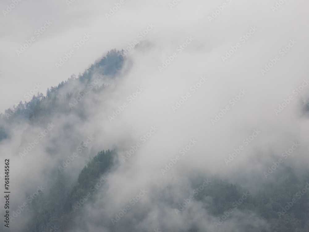 an atmospheric landscape with a coniferous forest in a thick fog. 